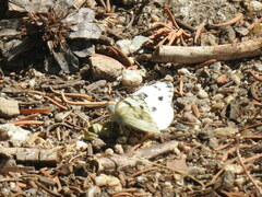 Pontia occidentalis