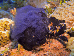 Coriocella nigra