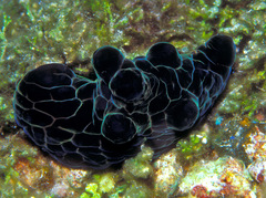 Coriocella nigra
