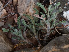 Pelargonium alternans