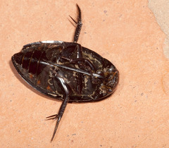Hydrophilus