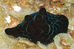Coriocella nigra