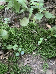 Fissidens