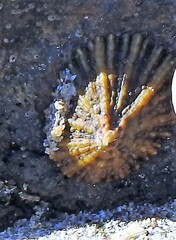 Siphonaria pectinata