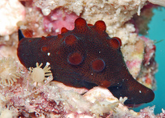Coriocella nigra