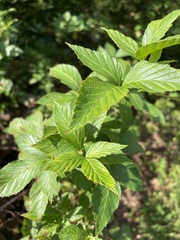 Rubus pensilvanicus