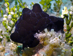 Coriocella nigra