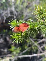 Aspalathus teres teres