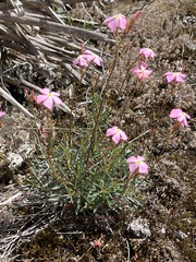 Mandevilla tenuifolia