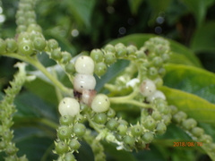 Heliotropium verdcourtii