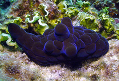 Coriocella nigra