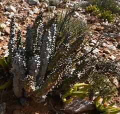 Quaqua mammillaris