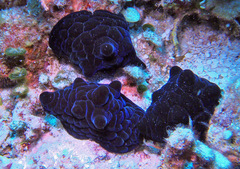Coriocella nigra