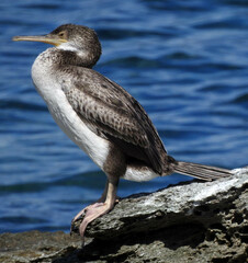 Gulosus aristotelis desmarestii