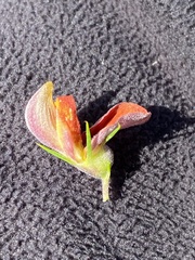 Aspalathus teres teres