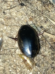 Thermonectus basillaris basillaris