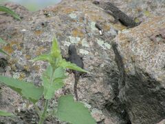 Sceloporus grammicus