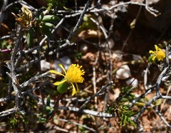 Curio radicans
