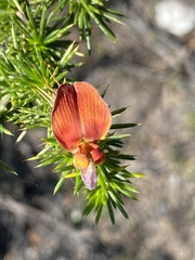 Aspalathus teres teres