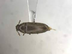 Aulonothroscus distans