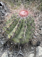 Melocactus ernestii