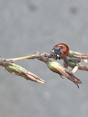 Ceratomegilla undecimnotata