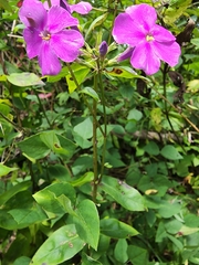 Phlox glaberrima