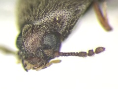 Aulonothroscus distans