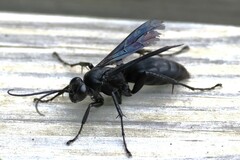 Pompilidae