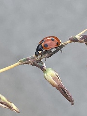 Ceratomegilla undecimnotata