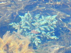Ericaria selaginoides