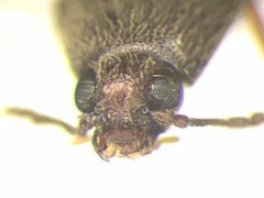 Aulonothroscus distans