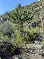 Aspalathus teres teres