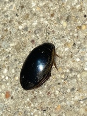 Thermonectus basillaris basillaris