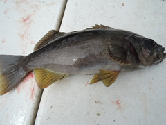 Sebastes serranoides