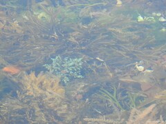 Ericaria selaginoides