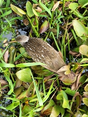 Aramus guarauna