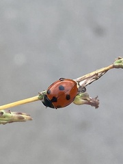 Ceratomegilla undecimnotata