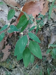 Euphorbia montereyana