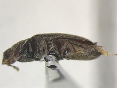 Aulonothroscus distans