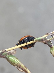 Ceratomegilla undecimnotata