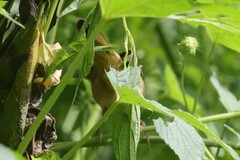 Oporornis agilis