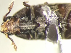 Aulonothroscus distans