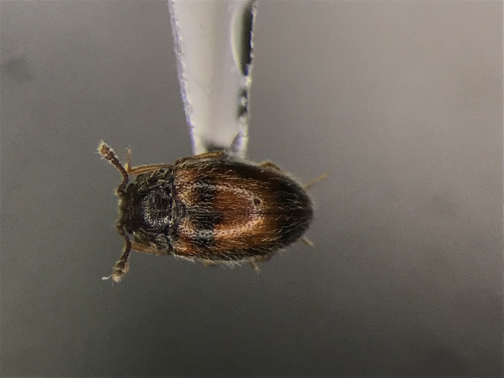 Henotiderus centromaculatus