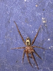 Amaurobius fenestralis