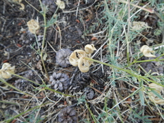 Astragalus bolanderi