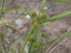 Cyperus squarrosus