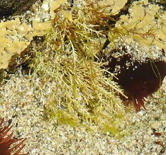 Corallina officinalis