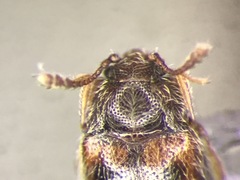 Henotiderus centromaculatus
