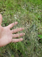 Eragrostis pectinacea